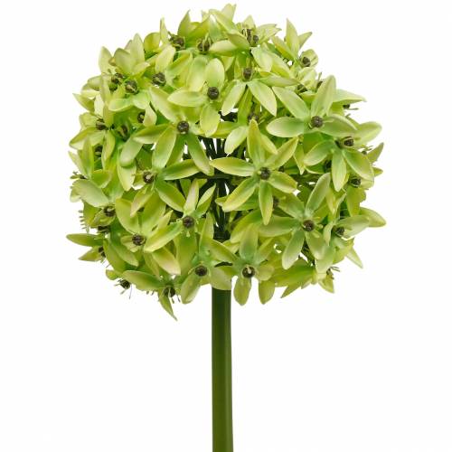 Artículo Cebolla ornamental Allium, flor de seda, bola artificial puerro verde Ø20cm L72cm