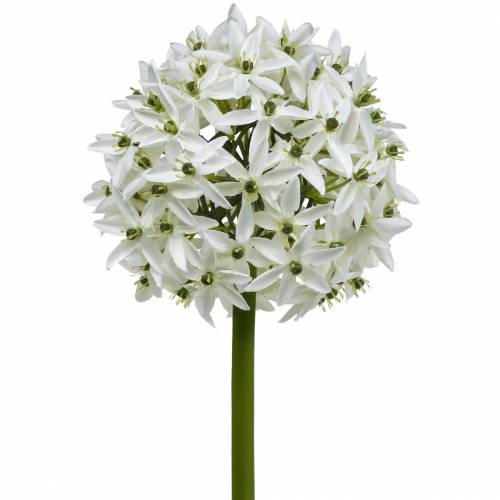 Floristik24 Flor decorativa Allium, puerro bola artificial, cebolla ornamental blanca Ø20cm L72cm