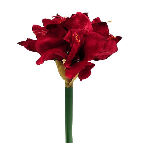 Floristik24 Amaryllis Rojo Oscuro L 73cm 2pcs