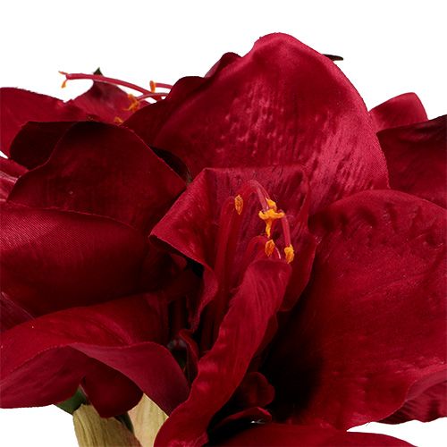 Floristik24 Amaryllis Rojo Oscuro L 73cm 2pcs