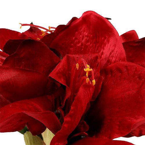 Floristik24 Amaryllis Red L 73cm 2 piezas