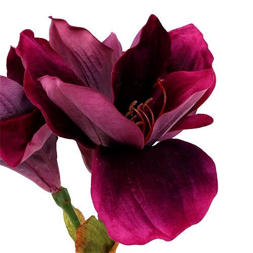 Floristik24 Amarilis con terciopelo jaspeado 60cm