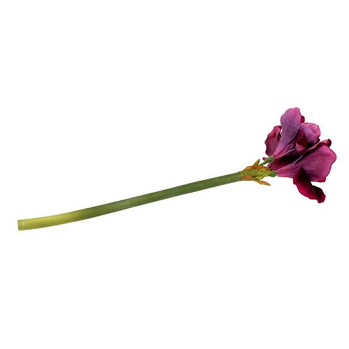 Floristik24 Amarilis con terciopelo jaspeado 60cm