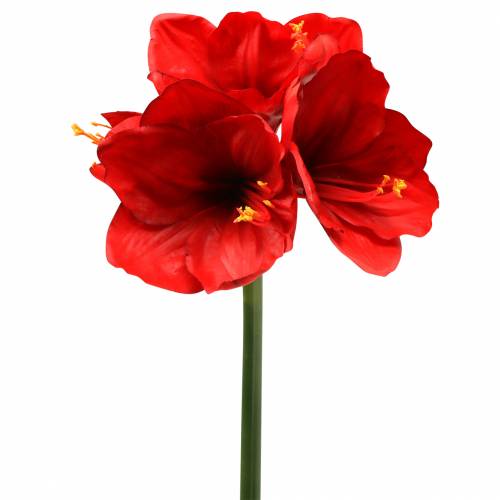 Artículo Amarilis rojo 75cm