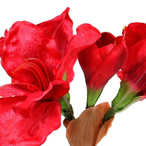 Floristik24 Amarilis rojo oscuro 72,5cm