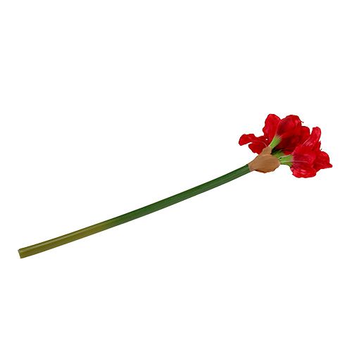 Floristik24 Amarilis rojo oscuro 72,5cm