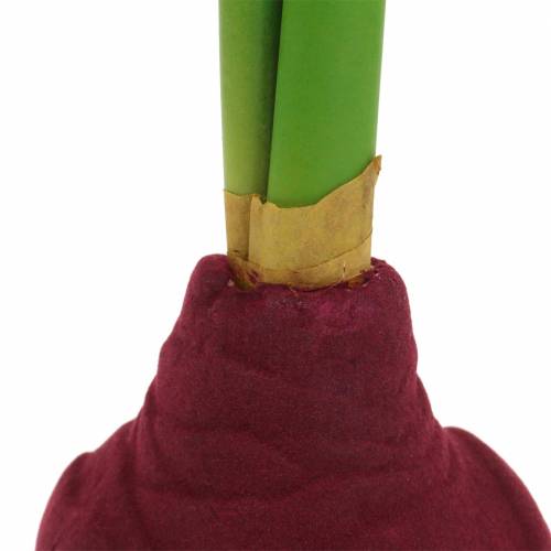 Floristik24 Tubérculo de Amarilis con cogollos Artificial 30cm Borgoña