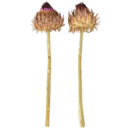 Artículo Flor de alcachofa alcachofa seca Cynara Ø9cm 16 uds