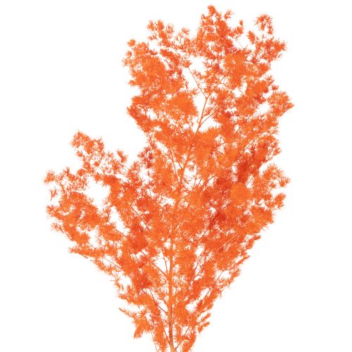 Espárragos secos, flores, rama, espárragos ornamentales teñidos, 65 cm, 80 g