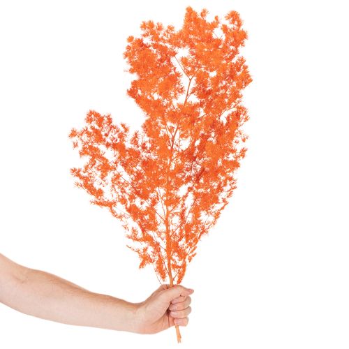 Espárragos secos, flores, rama, espárragos ornamentales teñidos, 65 cm, 80 g | Floristik24.es