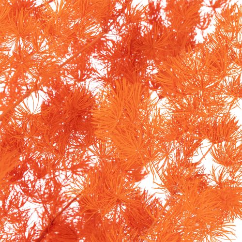 Espárragos secos, flores, rama, espárragos ornamentales teñidos, 65 cm, 80 g | Floristik24.es