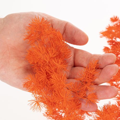 Espárragos secos, flores, rama, espárragos ornamentales teñidos, 65 cm, 80 g | Floristik24.es