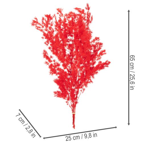 Manojo de espárragos secos para arreglos florales, 65 cm, 80 g | Floristik24.es