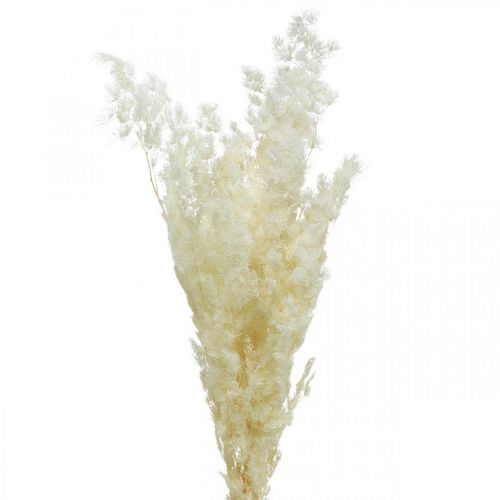 Floristik24 Espárragos decoración seca hierba ornamental seca blanca 80g