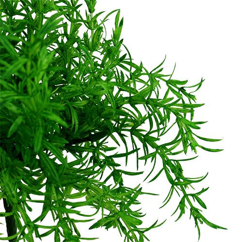 Floristik24 Arbusto de espárragos verde 25cm