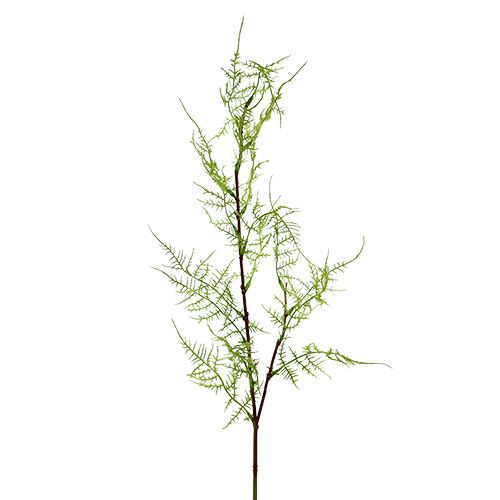 Floristik24 Rama de espárragos 75cm verde 3uds