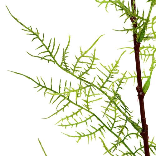 Floristik24 Rama de espárragos 75cm verde 3uds