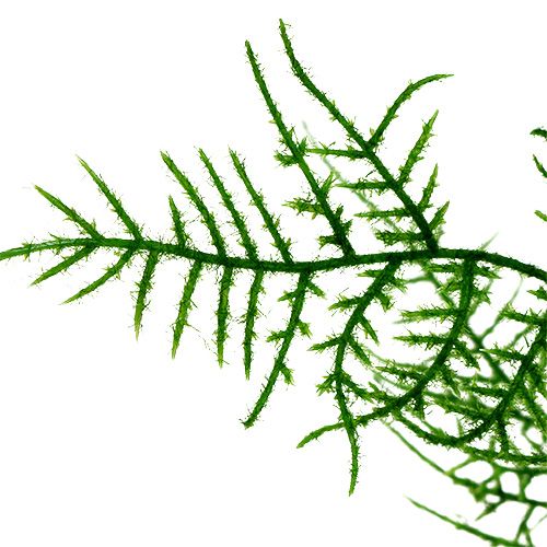 Floristik24 Rama de espárragos 50cm verde 5pcs