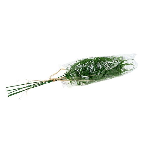 Floristik24 Rama de espárragos 50cm verde 5pcs