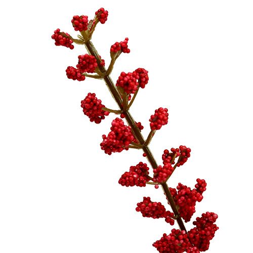 Floristik24 Arbusto Astilben rojo 52cm