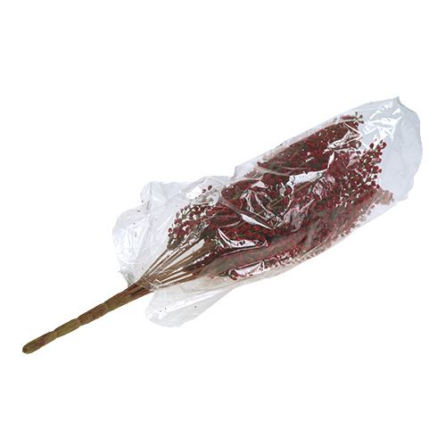 Floristik24 Arbusto Astilben rojo 52cm