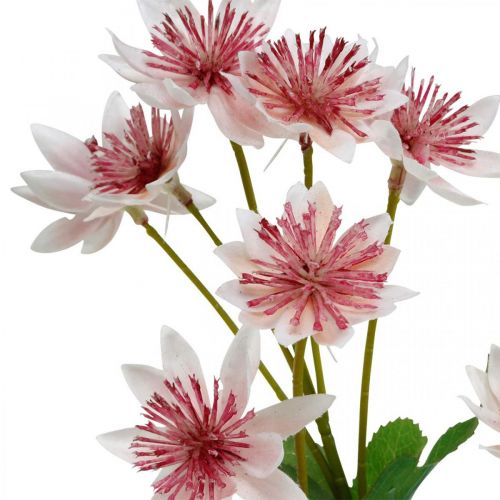 Artículo Flor de seda de Astrania artificial grande Masterwort blanco rosa L61cm