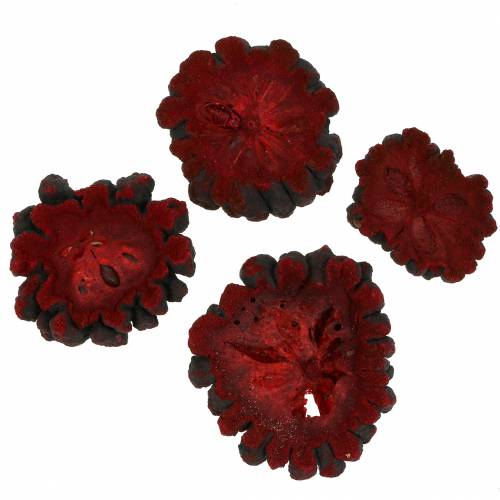 Floristik24 Rodajas de frutas decorativas Ata fruit red 1kg