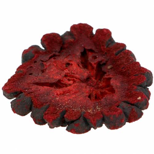 Floristik24 Rodajas de frutas decorativas Ata fruit red 1kg