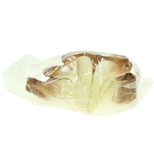 Floristik24 Seta ostra seta decorativa marrón 12cm x 19cm