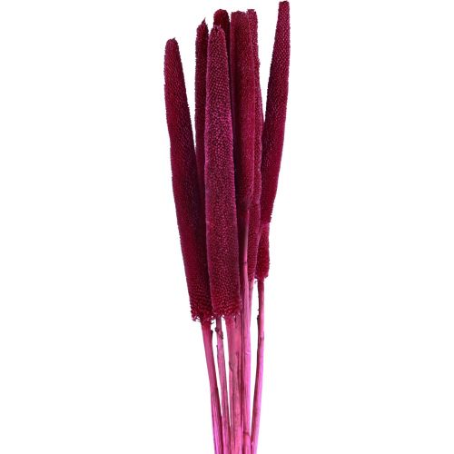 Floristik24 Mijo perla, caña babala, mijo rosa 70cm 10 piezas