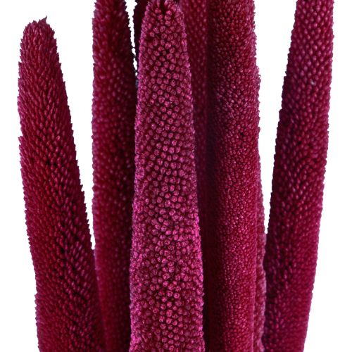 Artículo Mijo perla, caña babala, mijo rosa 70cm 10 piezas