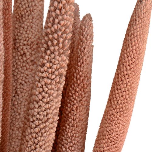 Artículo Mijo perla, caña babala, mijo rojo marrón 70cm 10 piezas