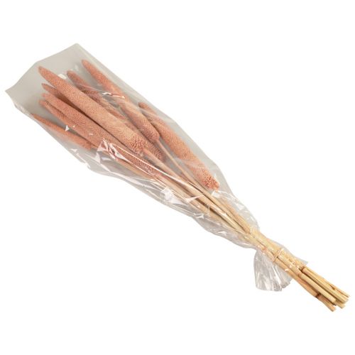 Artículo Mijo perla, caña babala, mijo rojo marrón 70cm 10 piezas