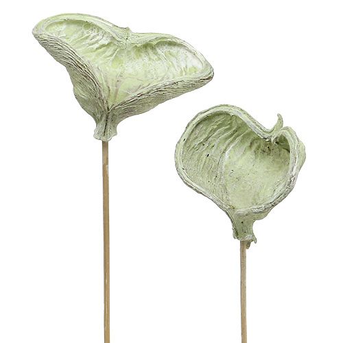 Floristik24 Badam en palo decoración natural verde blanco lavado 25 piezas