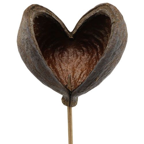 Artículo Badam en palo natural 6cm - 12cm 23 piezas