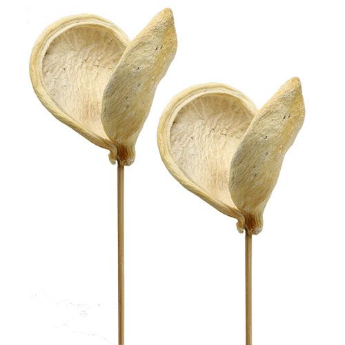Floristik24 Badam en palo blanqueado 6cm - 12cm L55cm 23 piezas