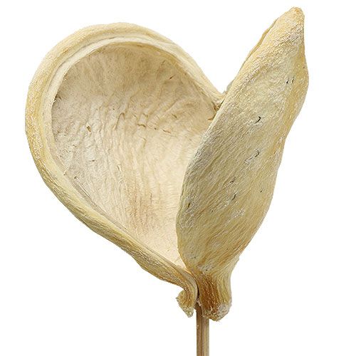 Floristik24 Badam en palo blanqueado 6cm - 12cm L55cm 23 piezas