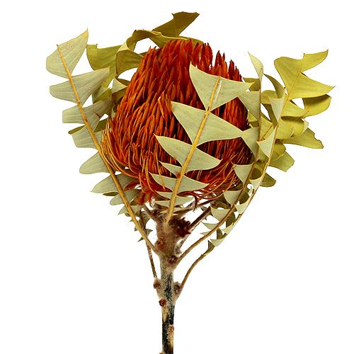 Floristik24 Banksia Baxterii Naranja 8uds