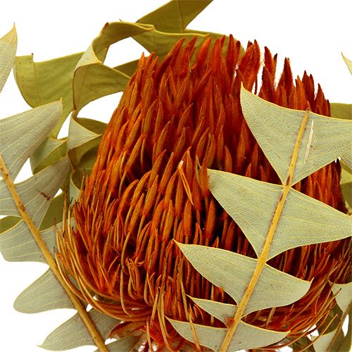 Floristik24 Banksia Baxterii Naranja 8uds