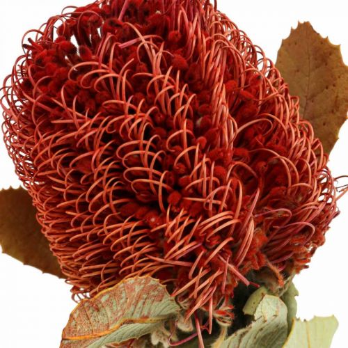 Floristik24 Banksia Baxteri Banksie Flores Secas Exóticas Rojo Paquete de 10