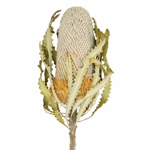 Floristik24 Banksia Hookerana natural 7uds