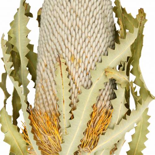 Floristik24 Banksia Hookerana natural 7uds