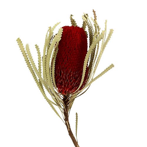 Floristik24 Banksia Hookerana rojo 7pcs