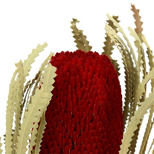 Floristik24 Banksia Hookerana rojo 7uds