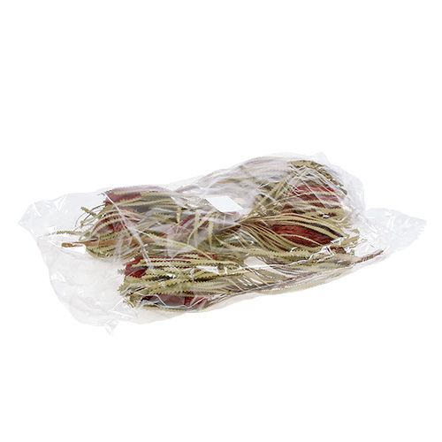 Floristik24 Banksia Hookerana rojo 7uds