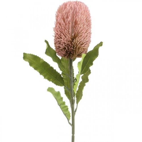 Floristik24 Flor artificial Banksia rosa otoño decoración floristería conmemorativa 64cm