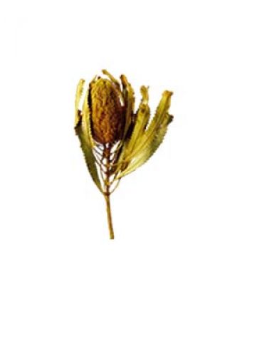 Floristik24 Banksia Hookerana amarillo 7pcs