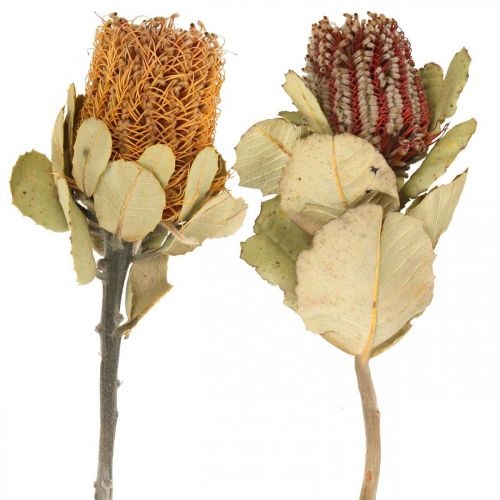 Floristik24 Banksia coccinea flores secas naturales 10uds