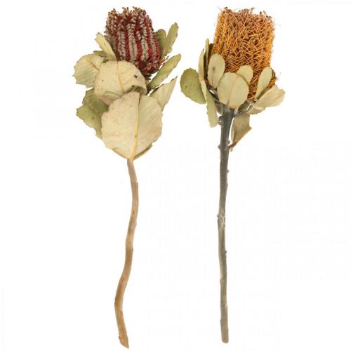 Artículo Banksia coccinea flores secas naturaleza 10pcs