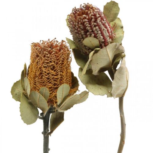 Floristik24 Banksia coccinea flores secas naturales 10uds